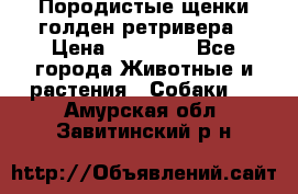 Породистые щенки голден ретривера › Цена ­ 25 000 - Все города Животные и растения » Собаки   . Амурская обл.,Завитинский р-н